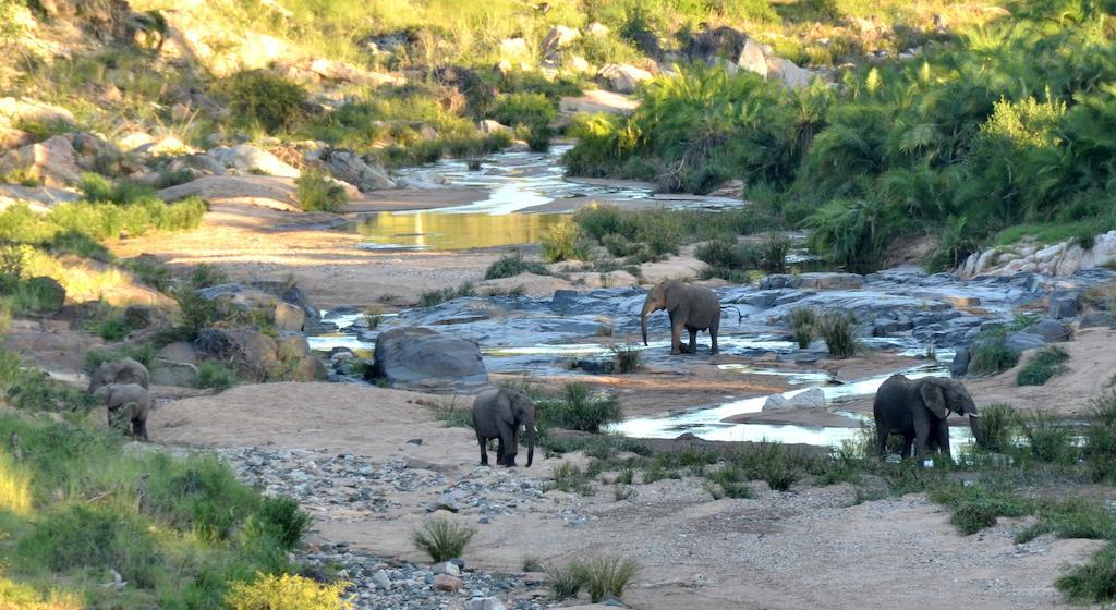 Greenfire Game Lodge Balule Wildreservaat Buitenkant foto